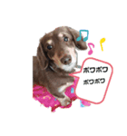 津軽弁犬2（個別スタンプ：5）