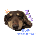 津軽弁犬2（個別スタンプ：7）