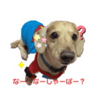 津軽弁犬2（個別スタンプ：8）