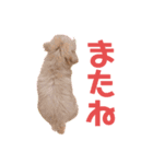たら(249)（個別スタンプ：3）
