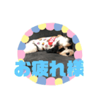 じろ(262)（個別スタンプ：6）