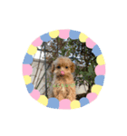 可愛いワンコ挨拶スタンプ（個別スタンプ：3）