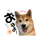 柴犬もものすけ☆でか文字（個別スタンプ：1）