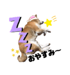 柴犬もものすけ☆でか文字（個別スタンプ：2）