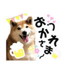 柴犬もものすけ☆でか文字（個別スタンプ：3）