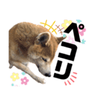 柴犬もものすけ☆でか文字（個別スタンプ：4）