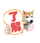柴犬もものすけ☆でか文字（個別スタンプ：5）
