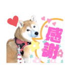 柴犬もものすけ☆でか文字（個別スタンプ：6）