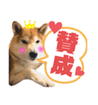 柴犬もものすけ☆でか文字（個別スタンプ：7）