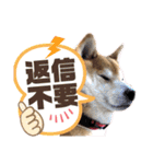 柴犬もものすけ☆でか文字（個別スタンプ：8）