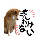 柴犬もものすけ☆でか文字（個別スタンプ：9）