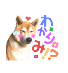 柴犬もものすけ☆でか文字（個別スタンプ：10）