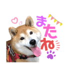 柴犬もものすけ☆でか文字（個別スタンプ：11）