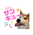 柴犬もものすけ☆でか文字（個別スタンプ：12）
