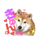 柴犬もものすけ☆でか文字（個別スタンプ：13）