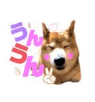 柴犬もものすけ☆でか文字（個別スタンプ：14）