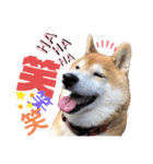 柴犬もものすけ☆でか文字（個別スタンプ：15）