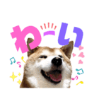 柴犬もものすけ☆でか文字（個別スタンプ：16）