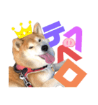 柴犬もものすけ☆でか文字（個別スタンプ：17）
