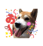 柴犬もものすけ☆でか文字（個別スタンプ：18）