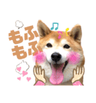 柴犬もものすけ☆でか文字（個別スタンプ：19）