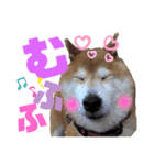 柴犬もものすけ☆でか文字（個別スタンプ：20）