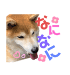 柴犬もものすけ☆でか文字（個別スタンプ：21）