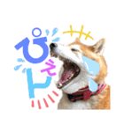 柴犬もものすけ☆でか文字（個別スタンプ：22）