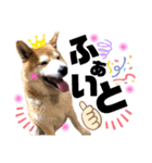 柴犬もものすけ☆でか文字（個別スタンプ：23）