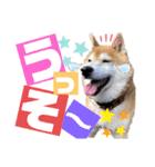 柴犬もものすけ☆でか文字（個別スタンプ：24）