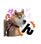 柴犬もものすけ☆でか文字（個別スタンプ：25）
