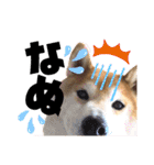 柴犬もものすけ☆でか文字（個別スタンプ：26）