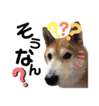 柴犬もものすけ☆でか文字（個別スタンプ：27）