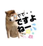柴犬もものすけ☆でか文字（個別スタンプ：28）