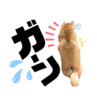 柴犬もものすけ☆でか文字（個別スタンプ：29）