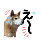 柴犬もものすけ☆でか文字（個別スタンプ：31）