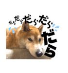柴犬もものすけ☆でか文字（個別スタンプ：32）