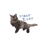 黒猫すたんぷ_よる（個別スタンプ：2）