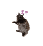 黒猫すたんぷ_よる（個別スタンプ：3）