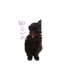 黒猫すたんぷ_よる（個別スタンプ：4）
