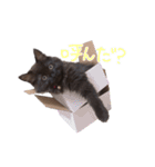 黒猫すたんぷ_よる（個別スタンプ：5）