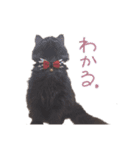 黒猫すたんぷ_よる（個別スタンプ：6）