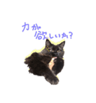 黒猫すたんぷ_よる（個別スタンプ：8）
