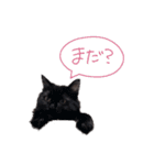 黒猫すたんぷ_よる（個別スタンプ：9）