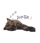 黒猫すたんぷ_よる（個別スタンプ：10）
