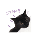 黒猫すたんぷ_よる（個別スタンプ：11）