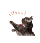 黒猫すたんぷ_よる（個別スタンプ：12）