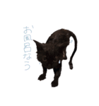 黒猫すたんぷ_よる（個別スタンプ：13）