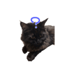 黒猫すたんぷ_よる（個別スタンプ：14）