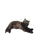 黒猫すたんぷ_よる（個別スタンプ：15）
